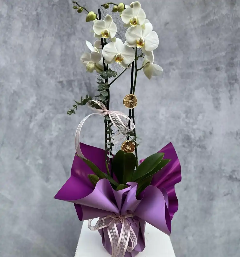 Bol Çiçekli Jumbo Orkide