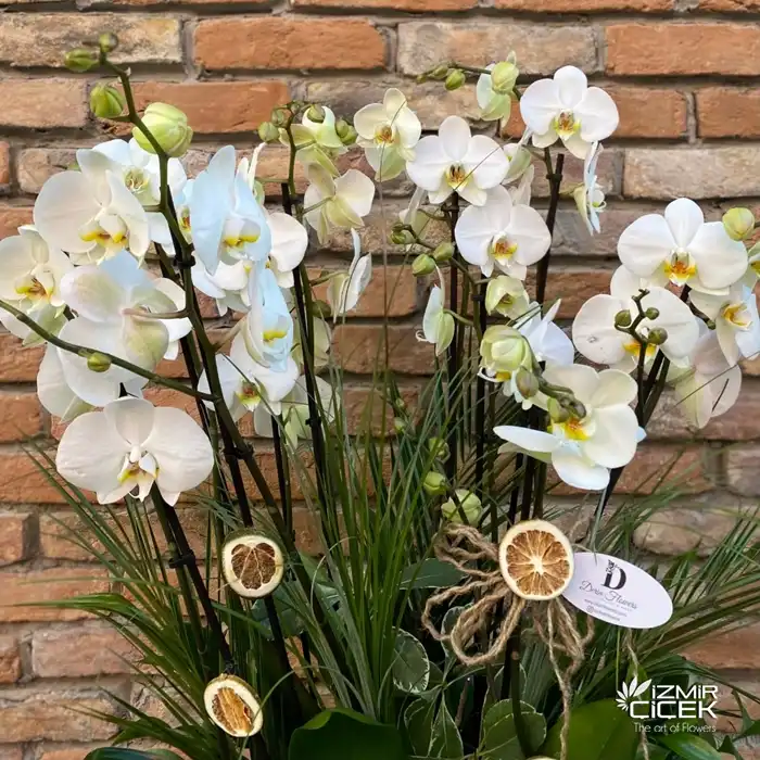 10 Dal Orkide Tasarım