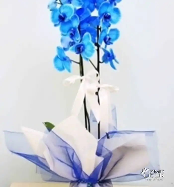 2 Dallı Mavi Orkide
