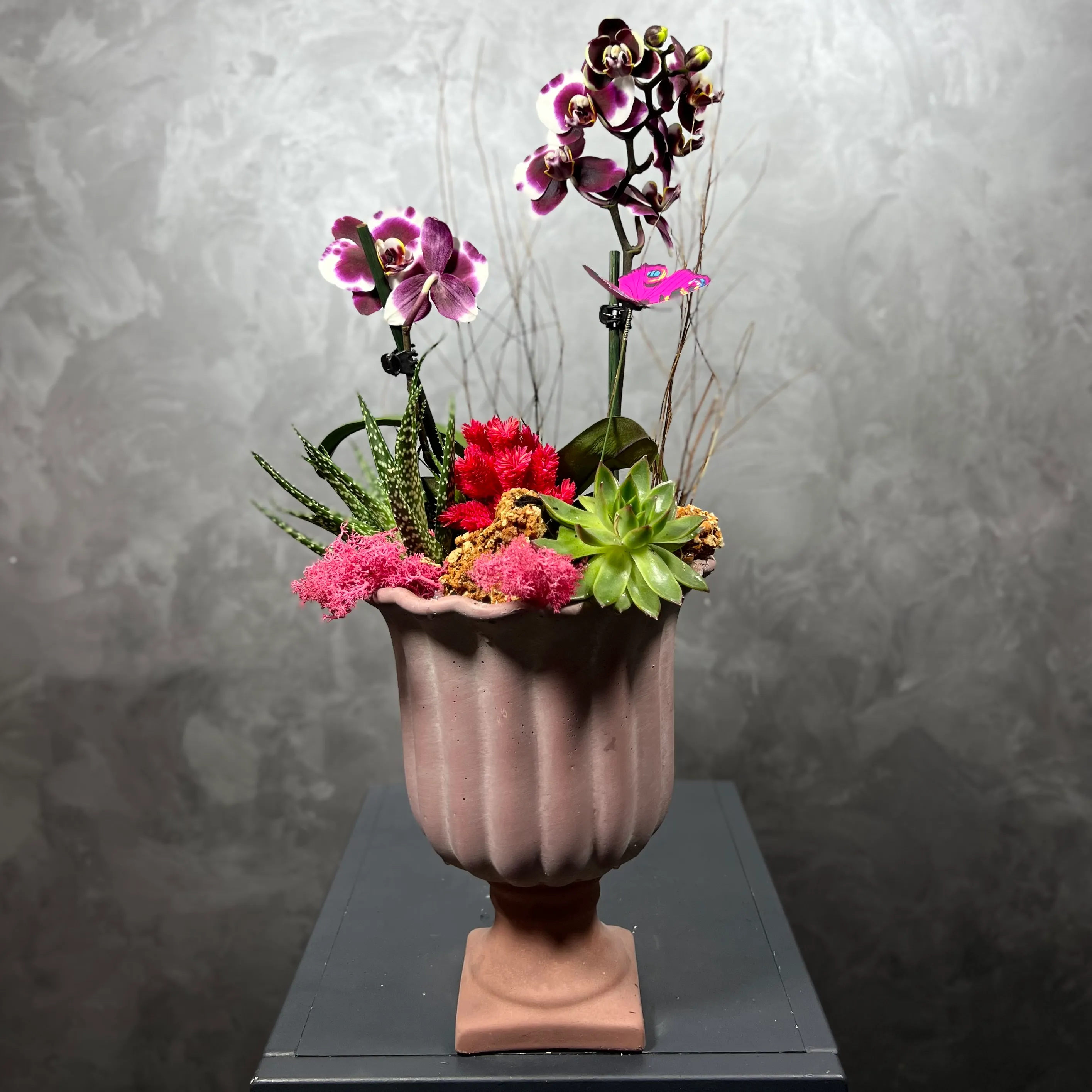 Midi Orkide ve Succulent
