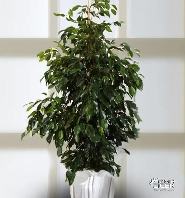 Ficus Benjamin 150cm