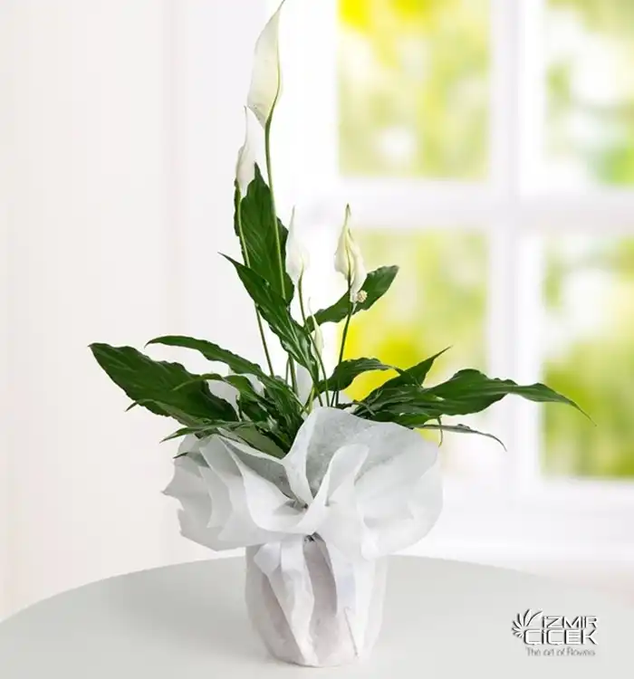 Barış Çiçeği ( Spatifilium )